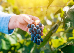female-viticulturist-harvesting-grapes